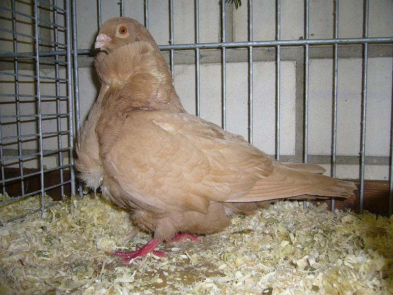 Mastholte 2008 099.jpg - Chinesentauben gelb von Hubert Schienstock Preis sg 94 E